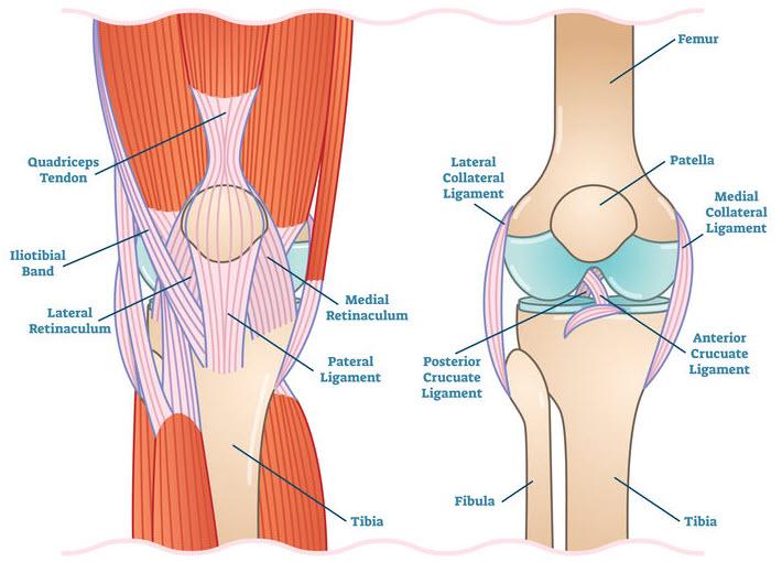 Athlete jumping and landing with knee joint stress illustrating sports strain and injury mechanism