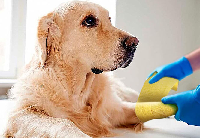 Dog wearing cohesive bandage for wound protection and recovery support